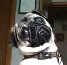 The Plight Of Max The Pug